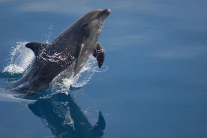 Forrás: bigblue.postr.hu