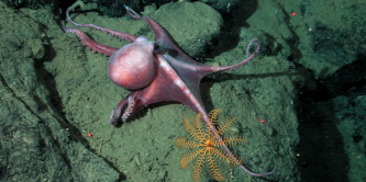 Forrás: Flickr/NOAA Photo Library