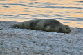 Forrás: Flickr/Wildlife Wanderer Forrás: Flickr/Wildlife Wanderer