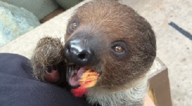 Forrás: San Diego Zoo