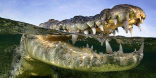 Forrás: Facebook/Le Bonheur Crocodile Farm