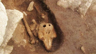 Forrás: Guernsey Archaeology/YouTube
